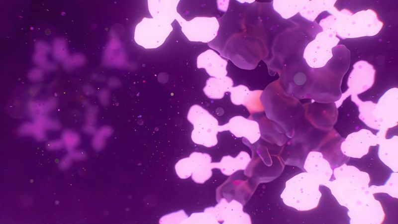 Antibody Model