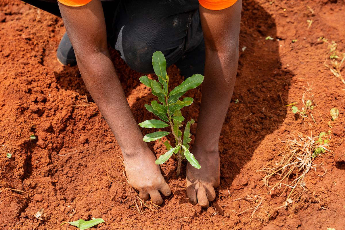 Primer plano de manos colocando tierra alrededor de un árbol joven en tierra roja, durante actividades de plantación en el Proyecto de Agroforestería Regenerativa del Monte Kenia