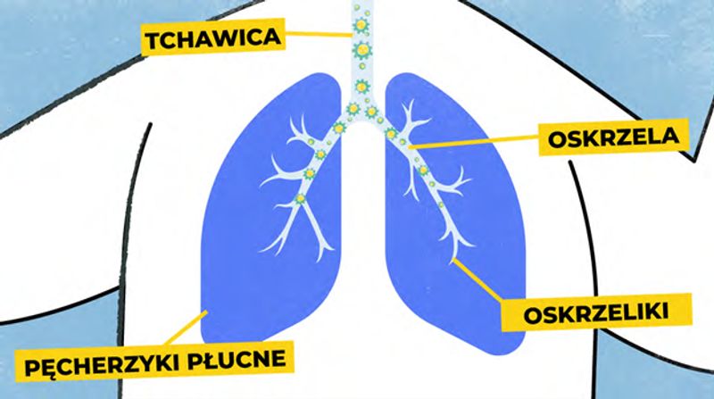 RSV atakuje układ oddechowy