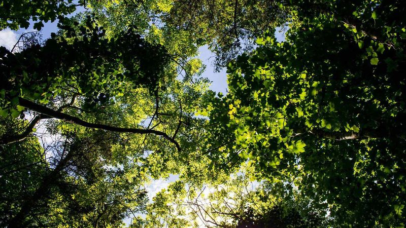 Trees with sunlight filtering through, symbolizing efforts to minimize negative environmental impact