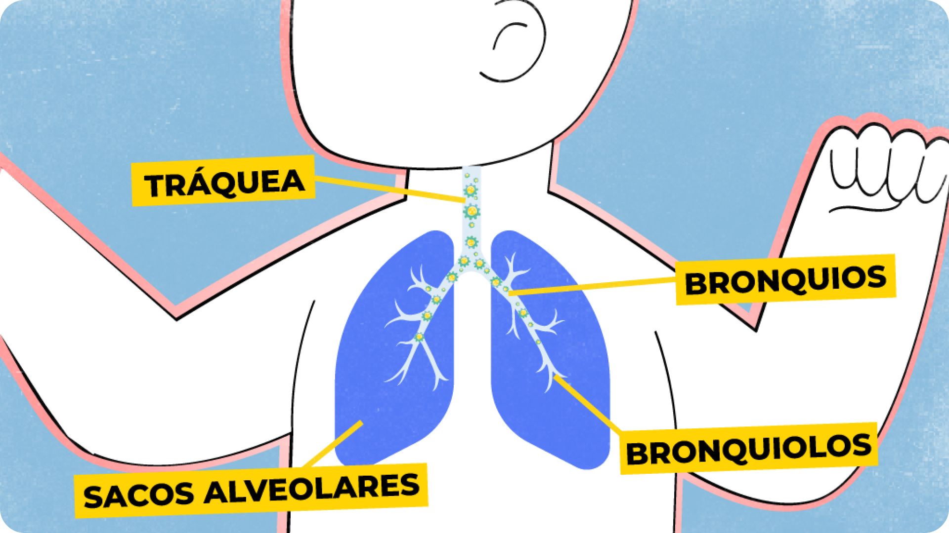 Imagen sobre la activación del sistema inmuitario del lactante para hacer frente a la infección en las vías respiratorias. 