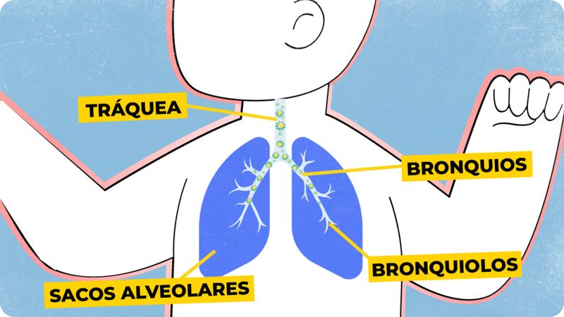 Imagen sobre la activación del sistema inmuitario del lactante para hacer frente a la infección en las vías respiratorias.