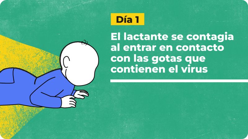 Imagen con una línea del tiempo del desarrollo de la enfermedad. Día 1: el lactante se contagia al entrar en contacto con gotículas que contienen el virus.