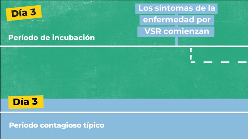 imágenes describiendo la cronologia de la enfermedad. Día 3, el VSR se incuba