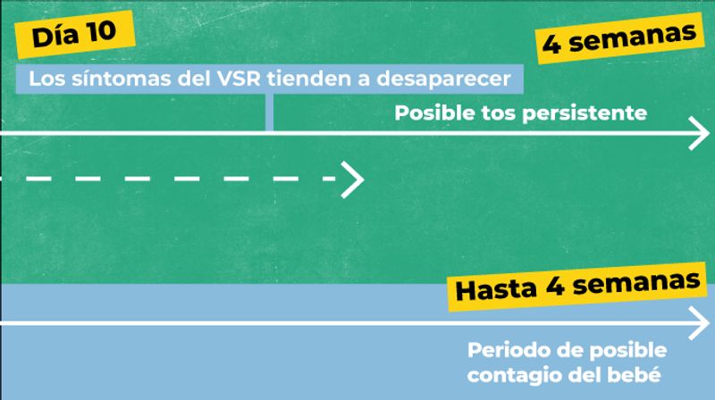 imágenes describiendo la cronologia de la enfermedad. Día 10, el virus tiende a desaparecer