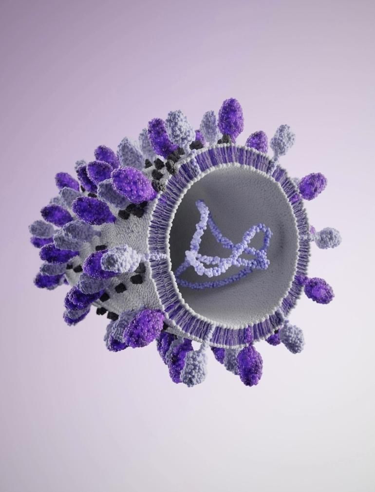 A microscopic illustration of a spherical form, with a cutaway section revealing its internal structure. The outer surface is covered with purple and white structures, and inside, a purple strand of molecules is visible.​