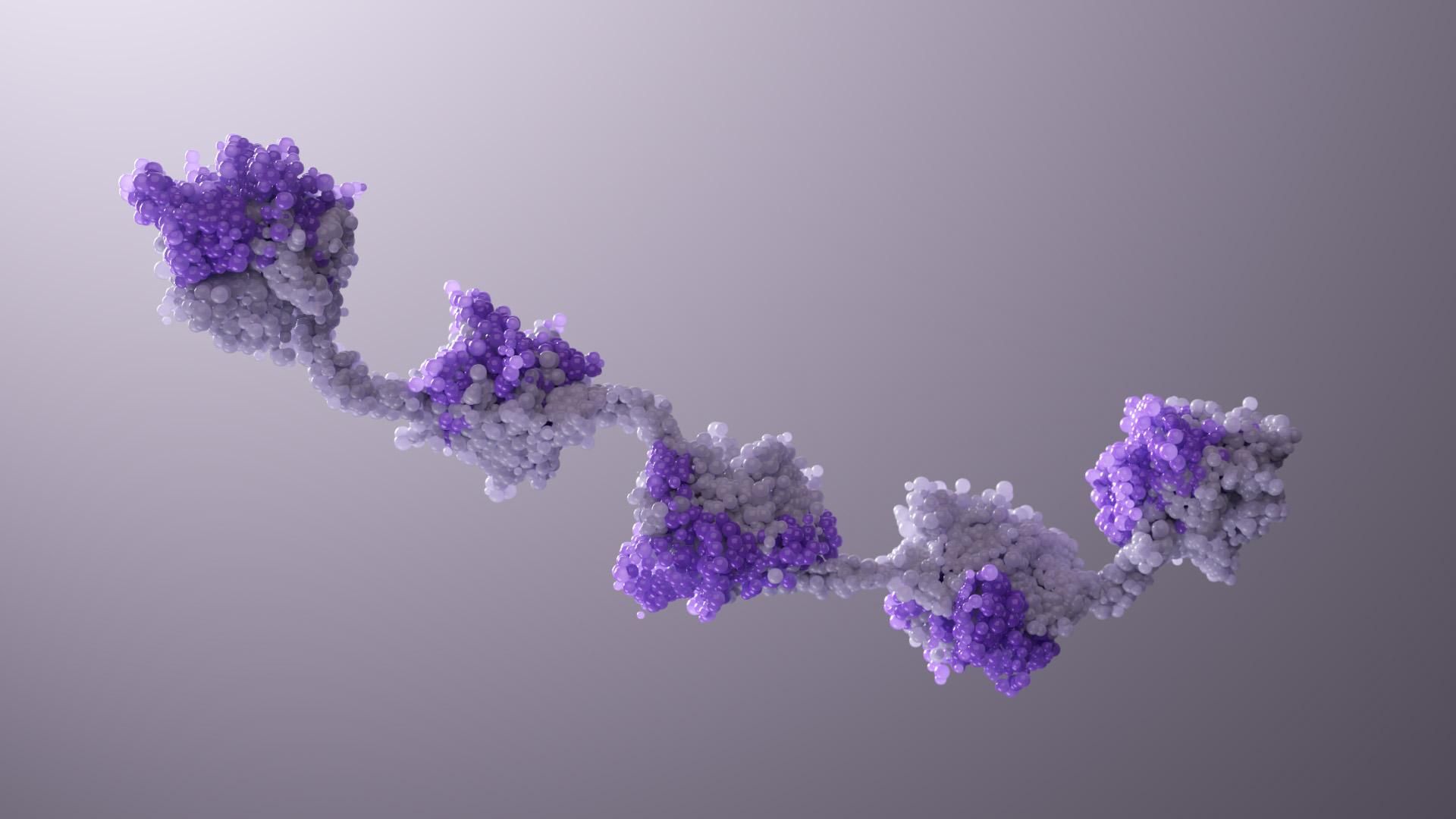 A microscopic illustration of a long chain made up of small molecules with five spherical groupings of molecules on the chain in two different shades of purple.​