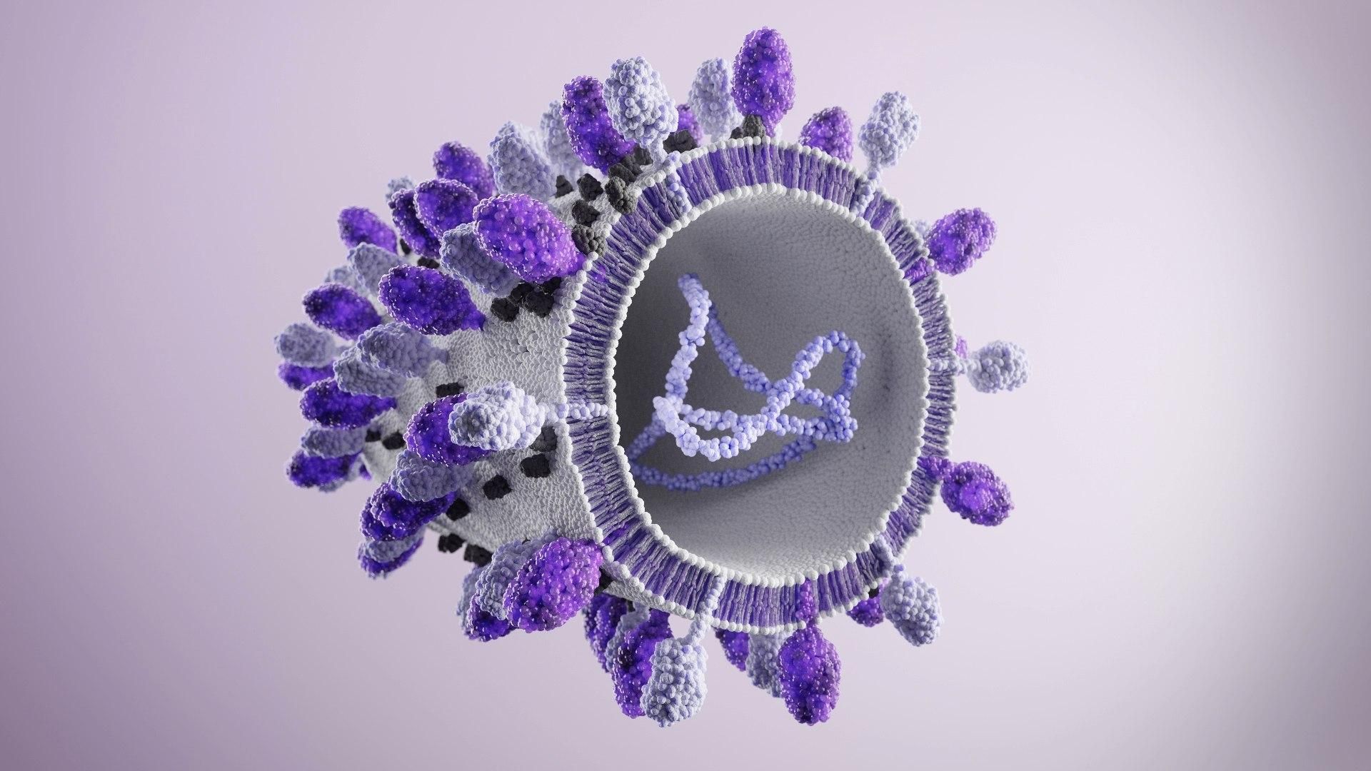 A microscopic illustration of a spherical form, with a cutaway section revealing its internal structure. The outer surface is covered with purple and white structures, and inside, a purple strand of molecules is visible.​