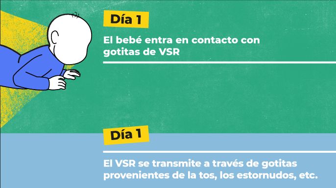 imágenes describiendo la cronologia de la enfermedad. Día 1, el bebé entra en contacto con el virus VSR
