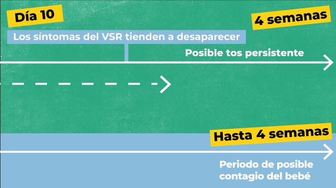 imágenes describiendo la cronologia de la enfermedad. Día 10, el virus tiende a desaparecer 
