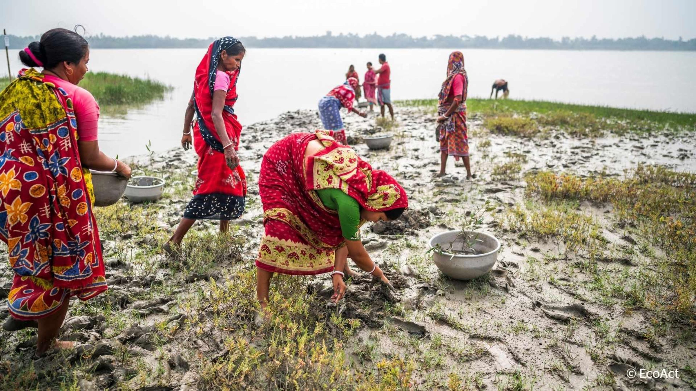 Several women working together on a muddy shoreline, carrying basins and planting mangroves to create a natural barrier against climate change. Tiku Das, wearing a pink sari, bends over at the water's edge to carefully plant mangrove stems in the mud for the Sundari project.