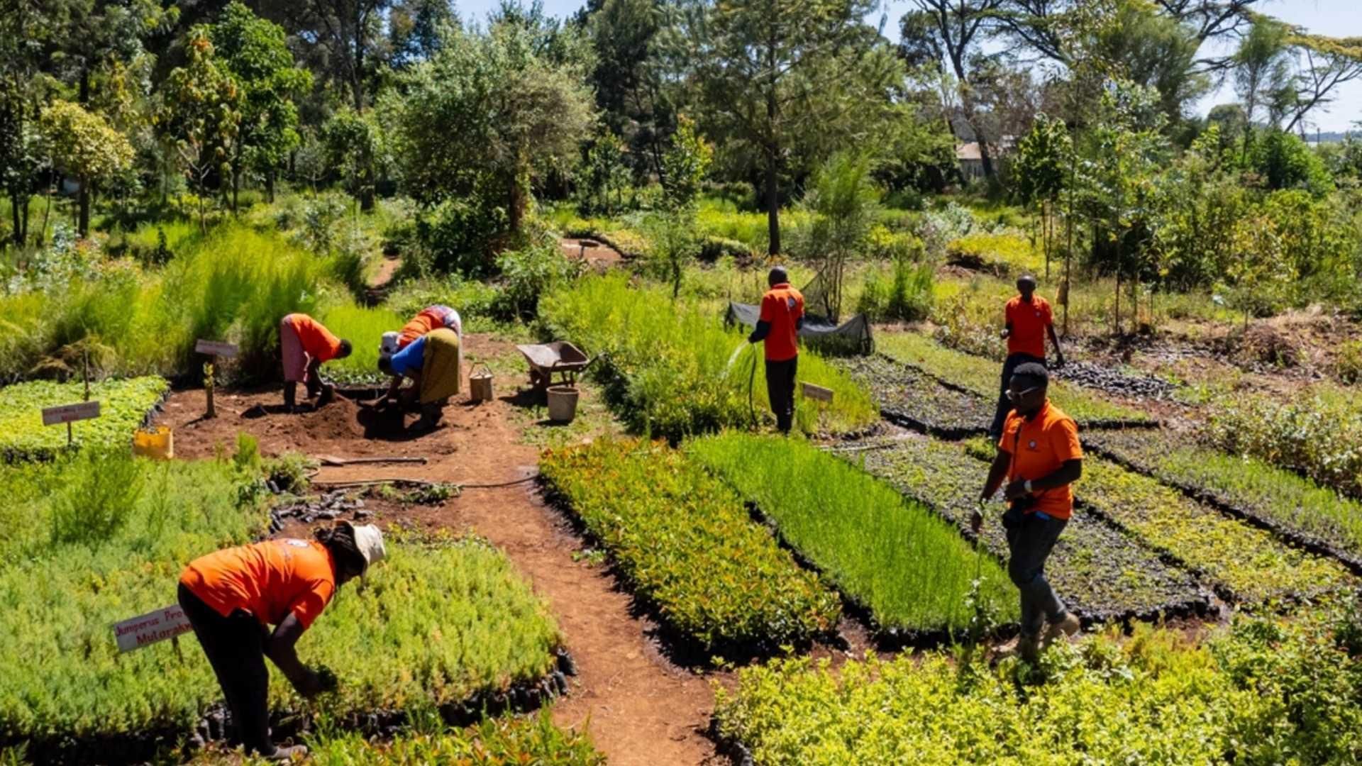 Wide view of a tree nursery with rows of young plants and seedlings arranged in beds, where several people work along dirt paths surrounded by dense greenery. The scene shows activities within the Mount Kenya Regenerative Agroforestry Project in Nyahururu, Kenya