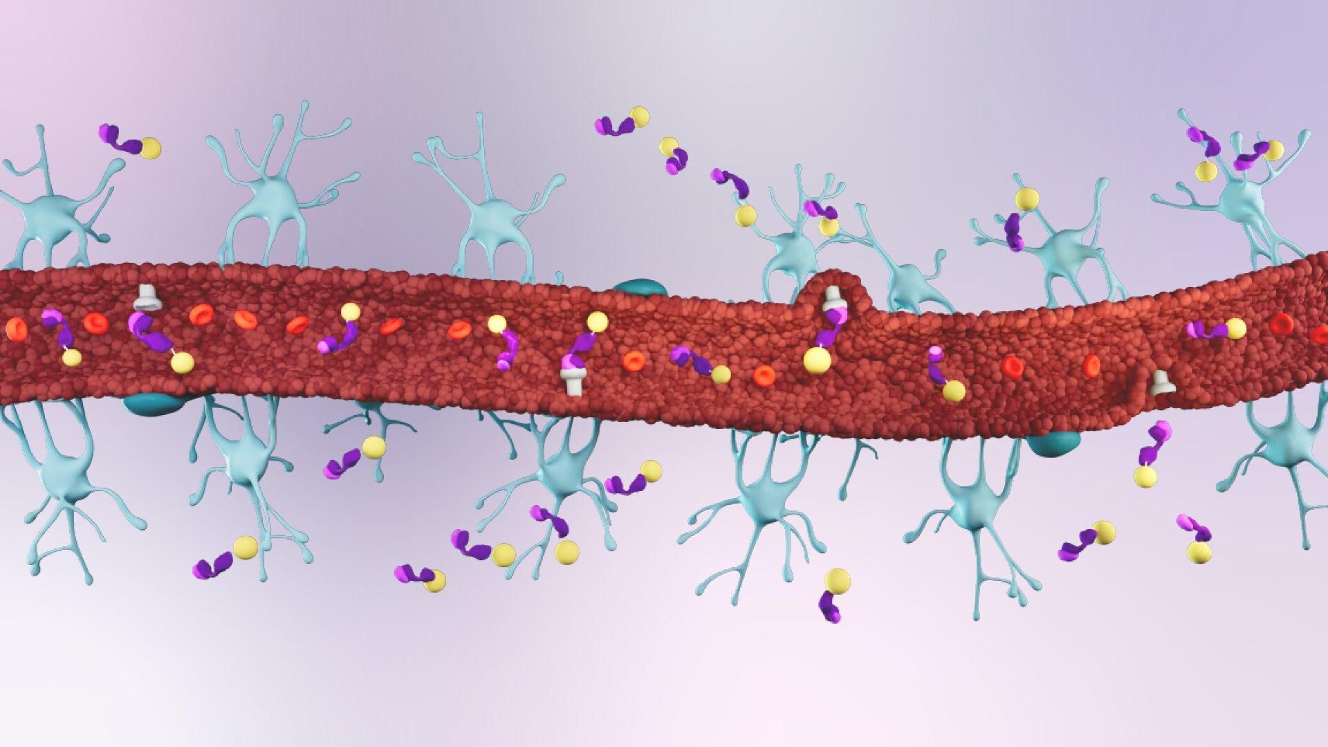 n overview of how Sanofi’s Blood-Brain Barrier (BBB) Shuttle delivers a medicine into the brain.  