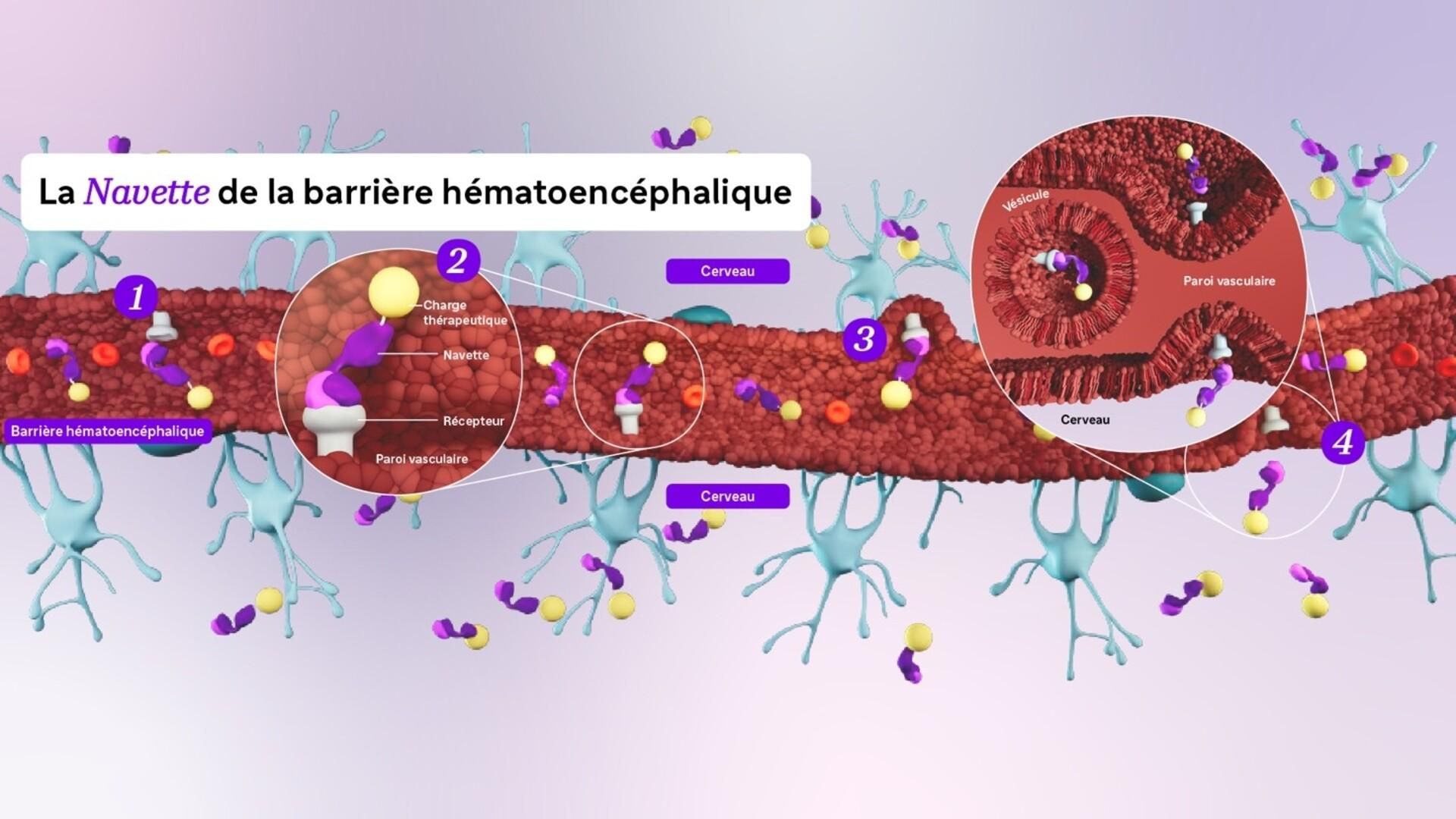 La navette de la barrière hémato-encéphalique (BHE) de Sanofi achemine un médicament jusqu’au cerveau. Ce processus en 4 étapes montre une navette qui circule dans un vaisseau sanguin, se lie à un récepteur de la paroi du vaisseau, est absorbée et transportée à travers cette paroi, puis libère sa charge de l’autre côté de la BHE pour l’administrer au cerveau.