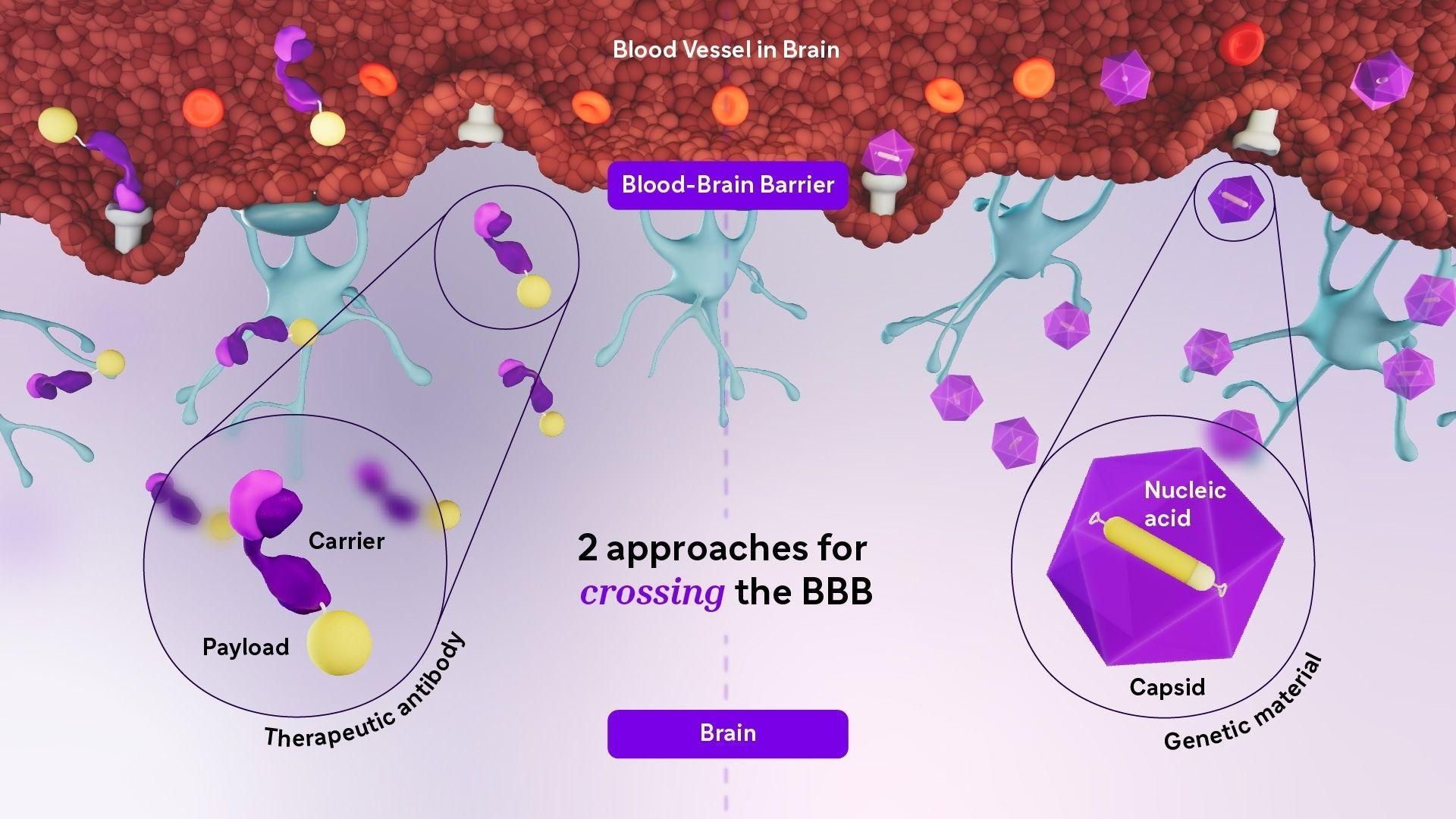 An illustration showing two different mechanisms of crossing the blood-brain barrier (BBB). A therapeutic antibody shuttle crosses the BBB into the brain (left), and an AI-engineered, adeno-associated virus (AAV) capsid with nucleic acid, crosses the BBB into the brain (right).