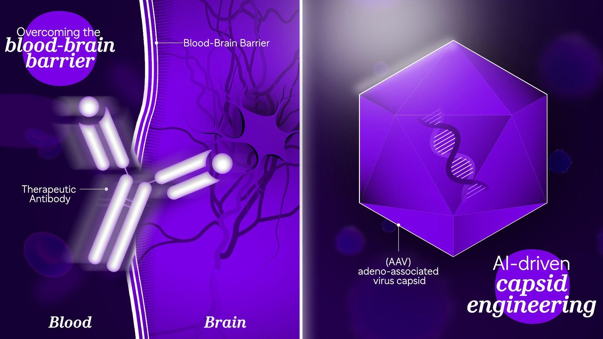 An illustration showing a therapeutic antibody crossing the blood-brain barrier into the brain, and an adeno-associated virus (AAV) capsid with DNA, representing AI-driven capsid engineering.
