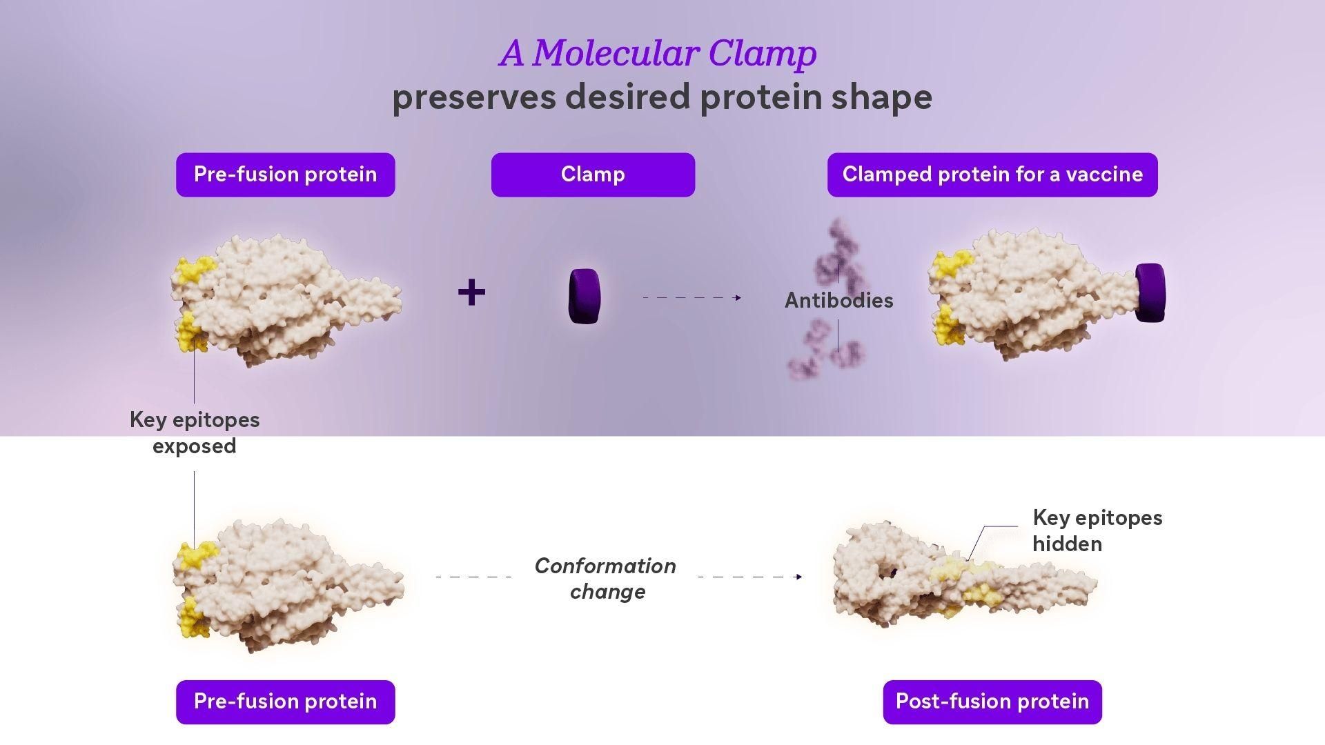 Figure 2. A molecular clamp preserves desired protein shape. When a molecular clamp (purple) is used, the F protein of RSV remains in its pre-fusion conformation (top). The molecular clamp enables the protein’s key epitopes, highlighted in yellow, to remain available for the immune system, and the production of antibodies. Without a molecular clamp (bottom), the F protein of RSV goes through a shape change.