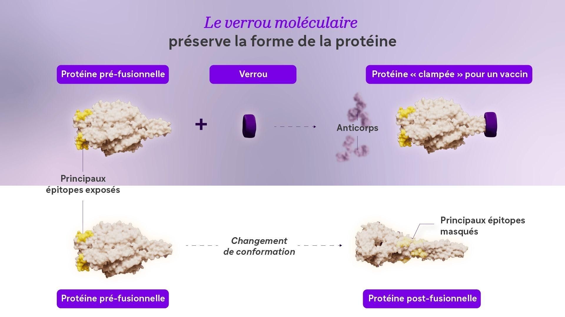 Figure 2. Le verrou moléculaire préserve la forme de la protéine. Lorsqu'un verrou moléculaire (violet) est utilisé, la protéine F du VRS reste dans sa conformation pré-fusionnelle (en haut). Le verrou moléculaire permet aux épitopes clés de la protéine, en jaune, de rester accessibles au système immunitaire et à la production d'anticorps. La protéine F du VRS subit un changement de forme sans verrou moléculaire (en bas). 