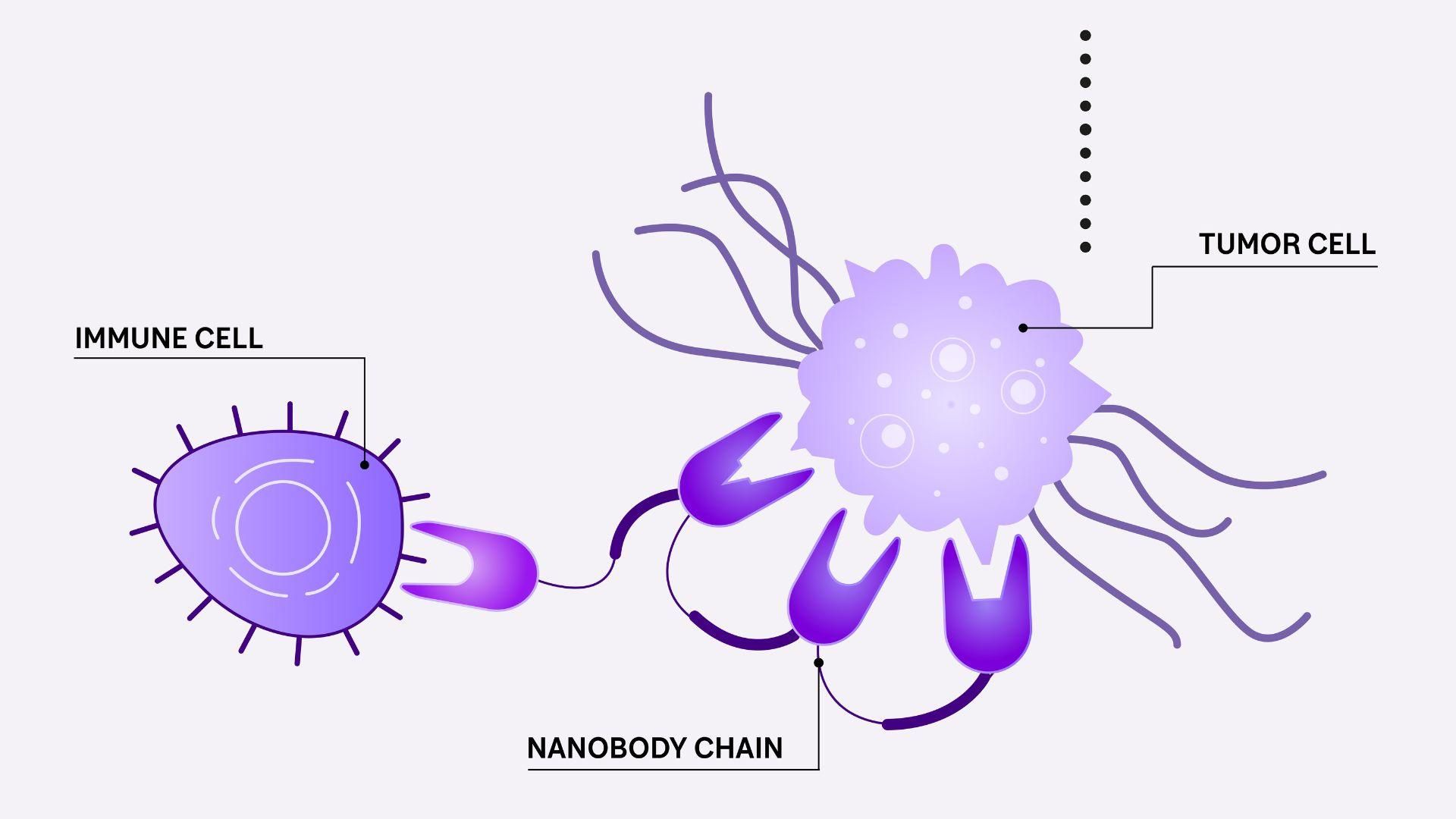 Chaque élément constitutif de la molécule peut se lier étroitement à une protéine spécifique, par exemple à la surface d’une tumeur (à droite) ou d’une cellule immunitaire (à gauche).