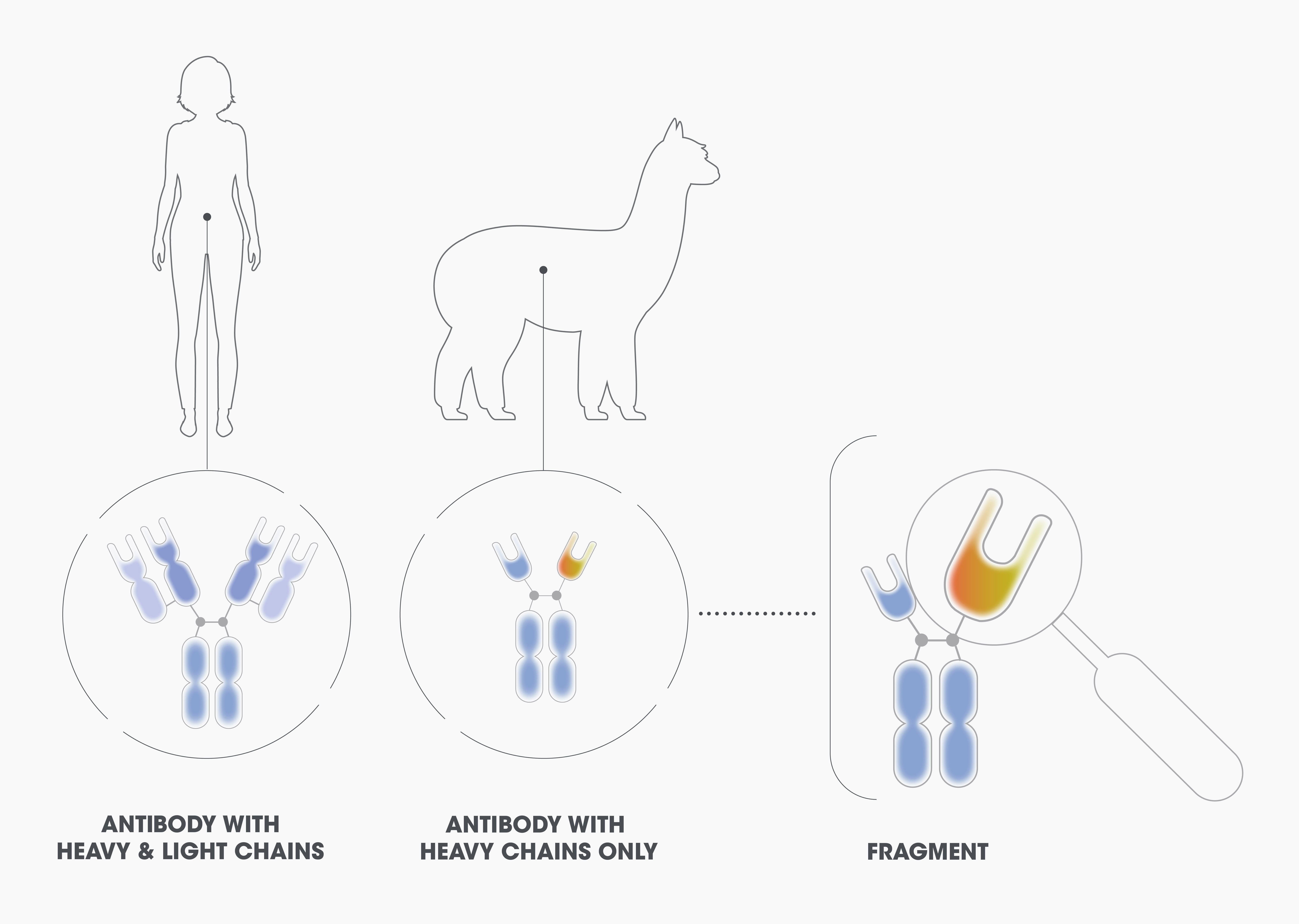 Human antibodies have both heavy and light peptide chains, (1) while camelids can also generate heavy-chain-only antibodies (2). NANOBODY® antibodies are based on a fragment of one domain of a heavy-chain antibody