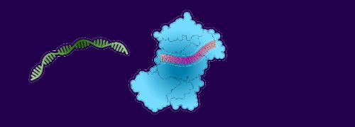 1. L’ARNip attire une molécule d’ARNm destinée à produire des modèles de fabrication de protéines d’antithrombine III