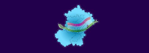 2. The mRNA binds to the siRNA