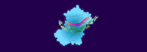 3. Les enzymes détruisent l’ARNm et l’évacuent...
