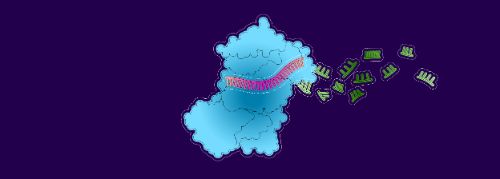 4. ... laissant libre le brin de l’ARNip pour accueillir une autre molécule d’ARNm 