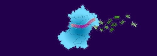 4. leaving the siRNA strand free to attract another mRNA
