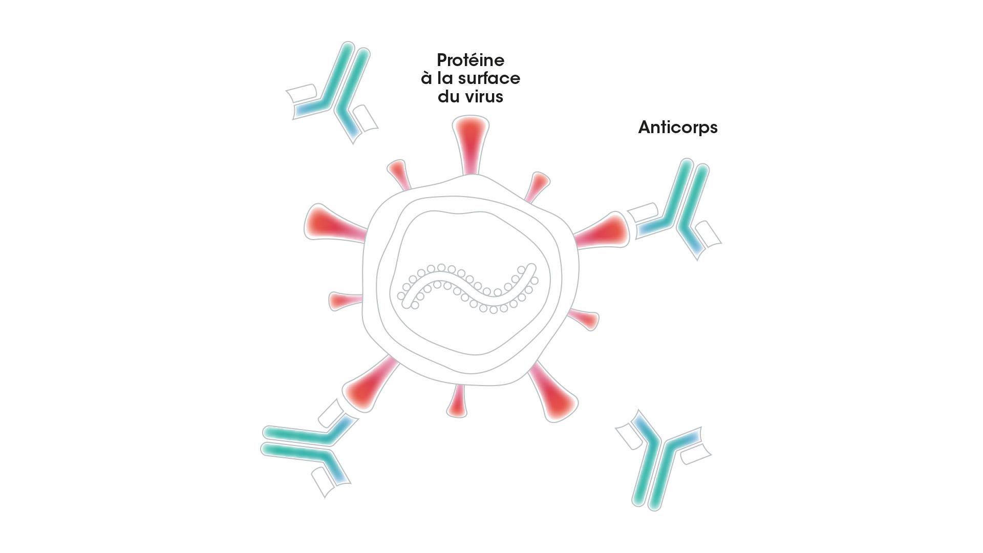 Un anticorps doté des bonnes propriétés peut se lier à une protéine à la surface d’un virus et le détruire ou l’empêcher de pénétrer les cellules d’une personne
