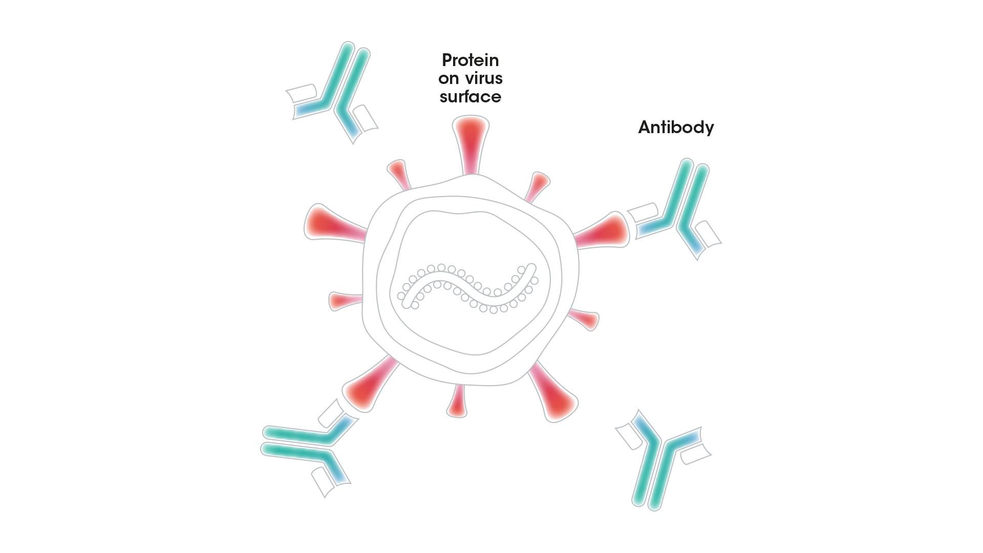An antibody with the right properties can bind to a protein on the surface of a virus and block it from entering a person's cells or destroy it directly