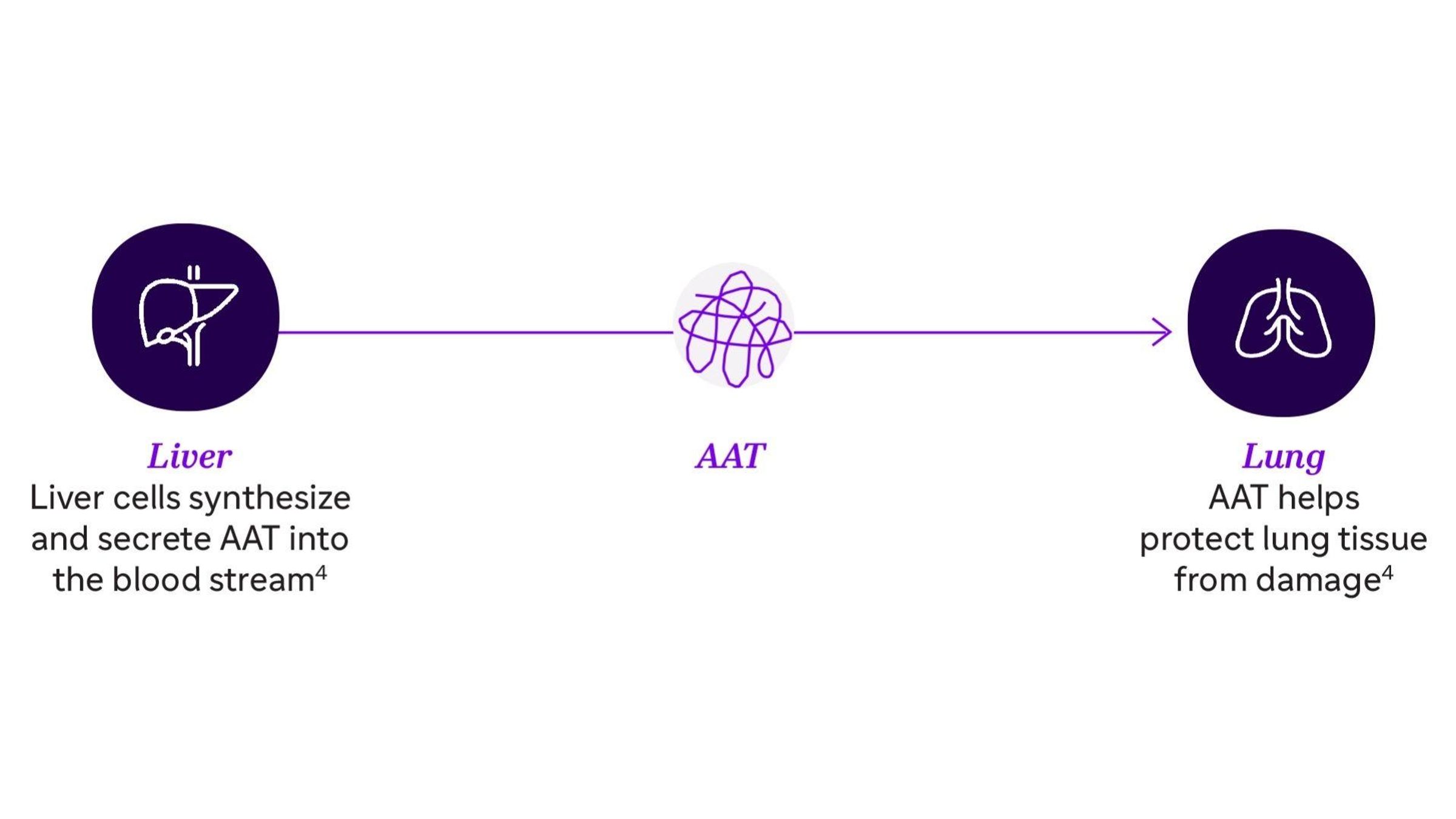 AAT is primarily produced by the liver and helps protect the lungs from damage.