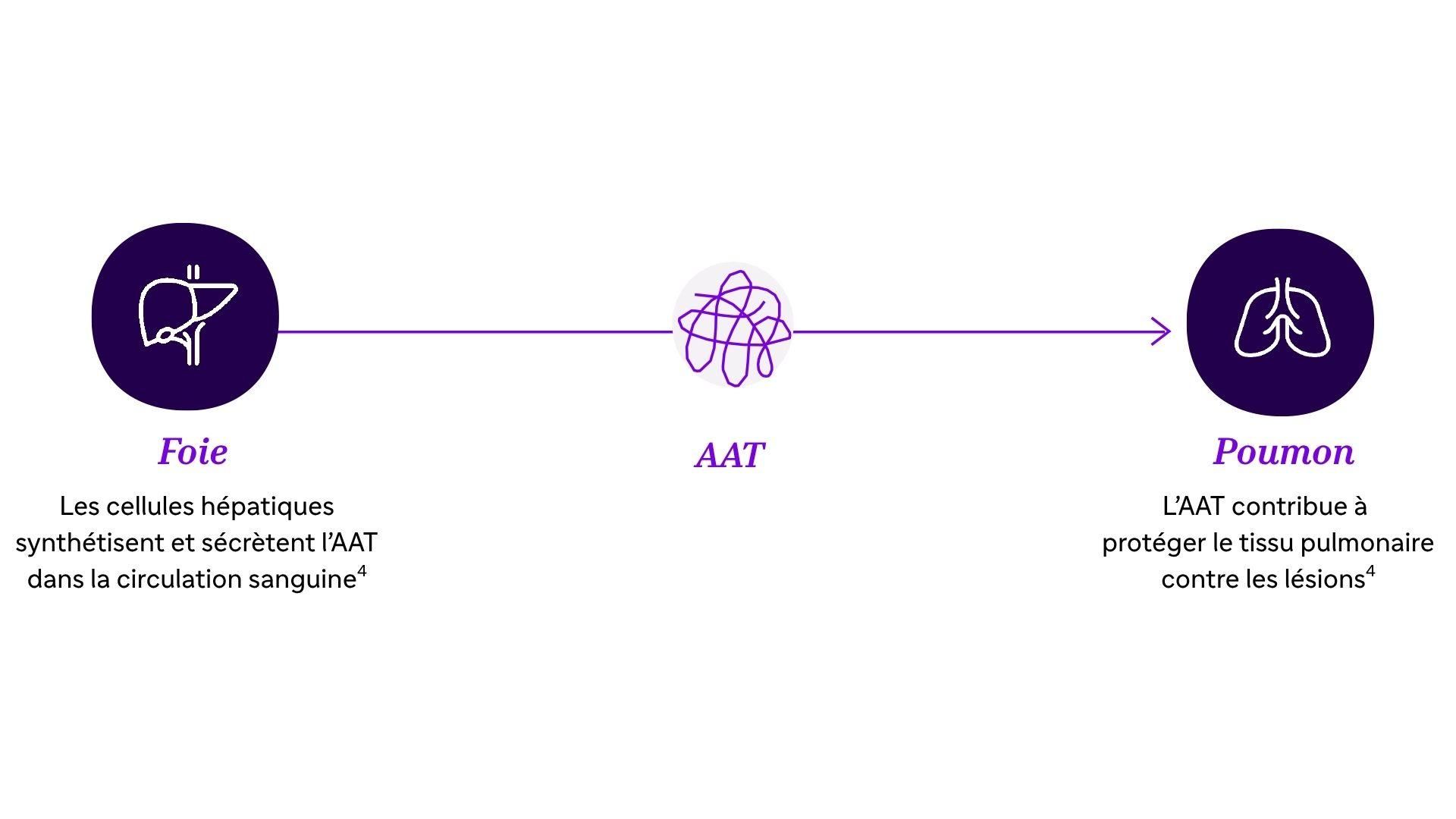 L'AAT est principalement produite par le foie et contribue à protéger les poumons contre les lésions.