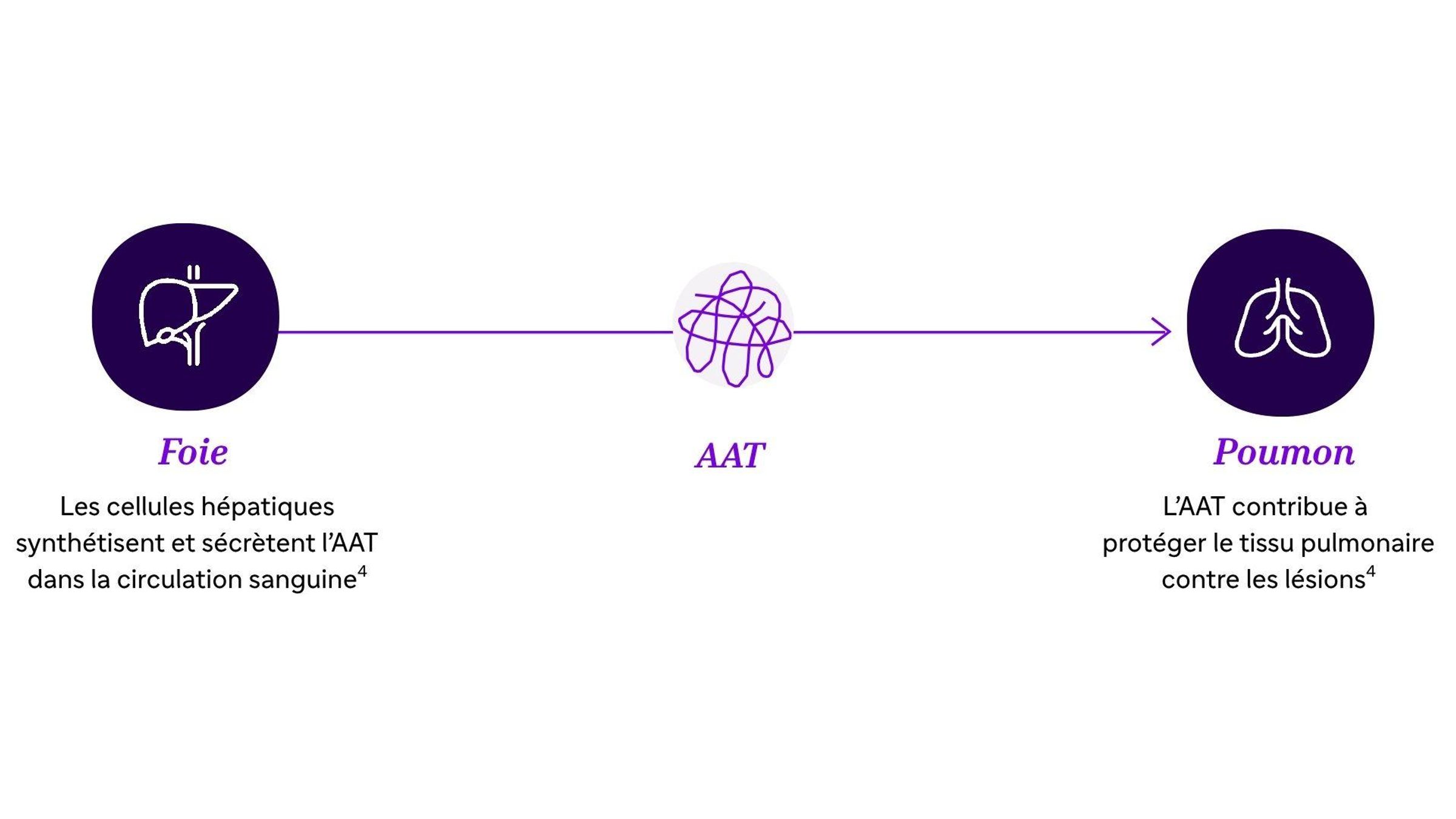 L'AAT est principalement produite par le foie et contribue à protéger les poumons contre les lésions.