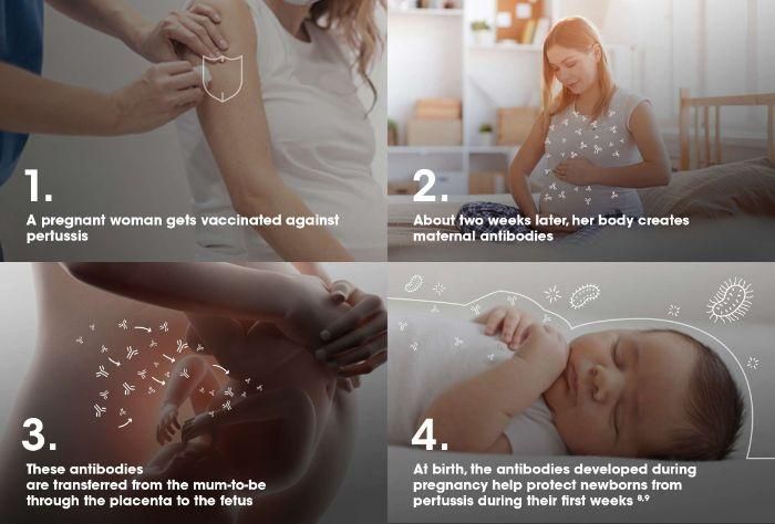 How vaccination against pertussis works during pregnancy to help protect the newborn