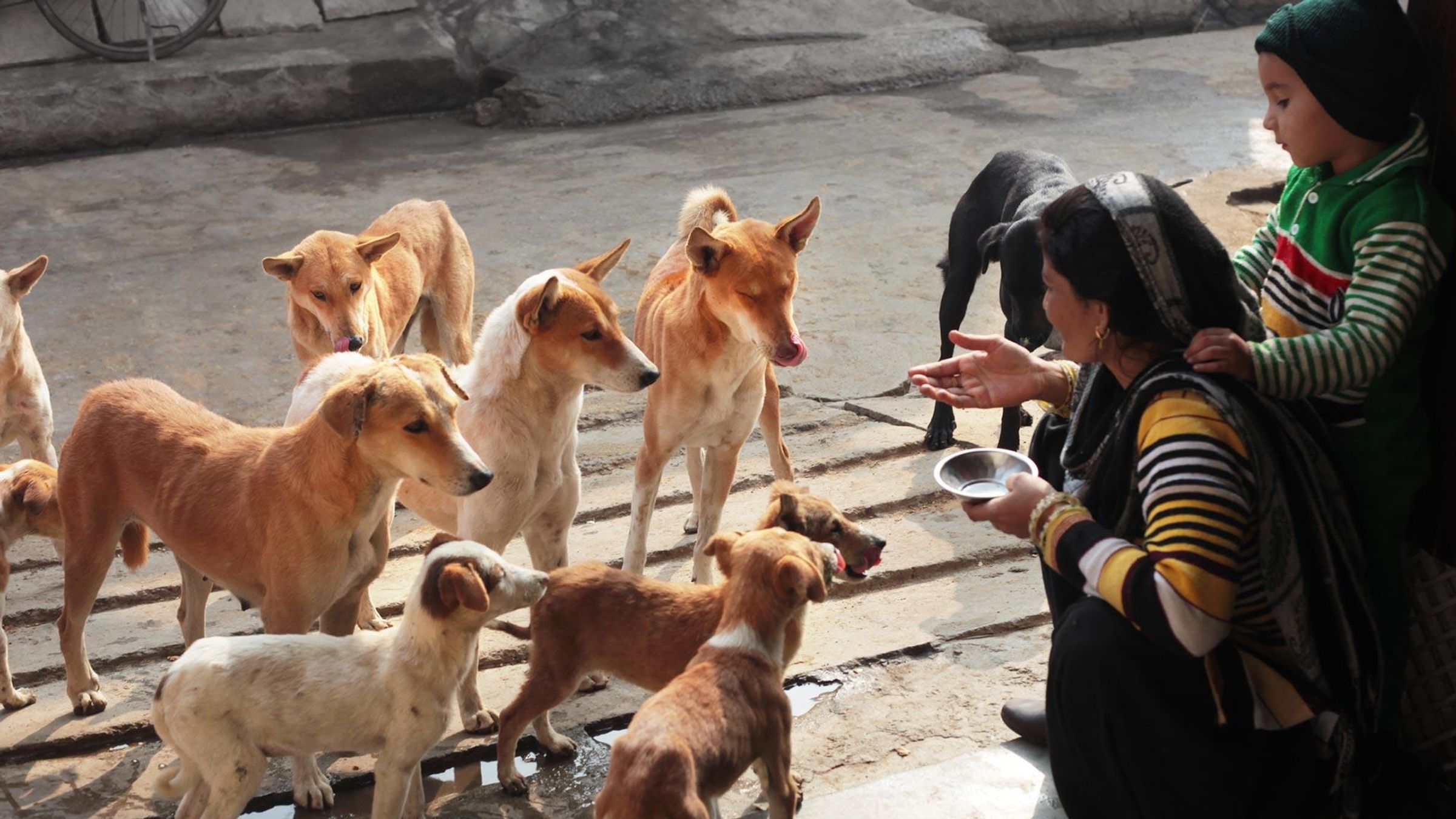 Des femmes donnent de la nourriture à des chiens de rue affamés 