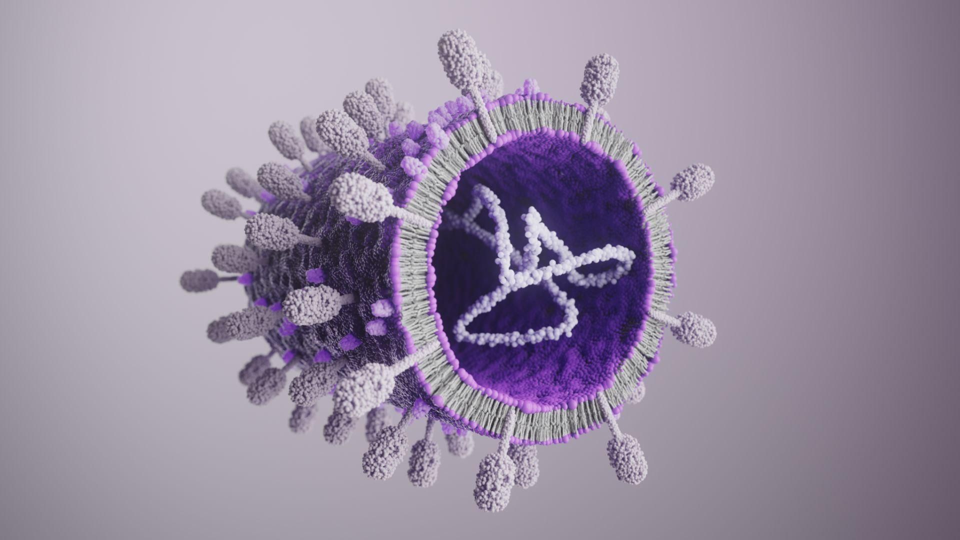 3D molecular visualization of the human metapneumovirus (HMPV). The spherical virus particle is rendered in deep purple with a lighter outer layer, featuring numerous surface protrusions. 